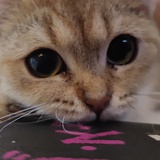 攒钱养猫猫