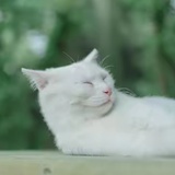 控制不住的小耗