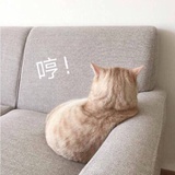 羽毛