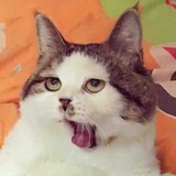 ハチ