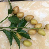 梧桐树(吴春娥)