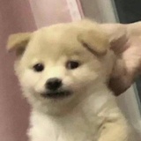 生姜