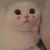 嘎韭菜