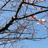 秀