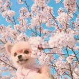_小花酱
