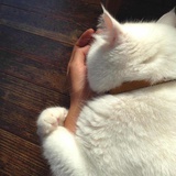 路德维希的猫