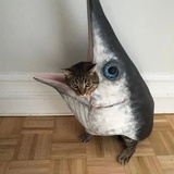 大猫喵喵