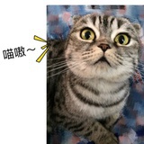 于🐱