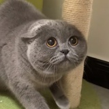 He.y