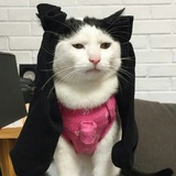 A.n cat