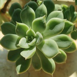 兜兜