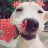 没头脑
