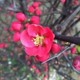 自由honey聆听