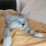 懒猫大大