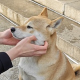 开森放飞哟