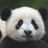 光荣与梦想