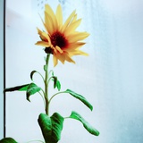 Dawn