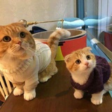嗯哼