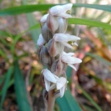 哈森漢森