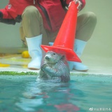 扶昂