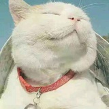 南风微凉