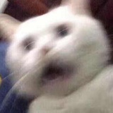 敷敷嘟嘟嘟