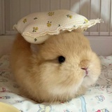 Mikkk