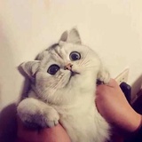 我什么都吃
