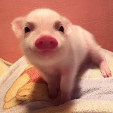 獠牙的甜