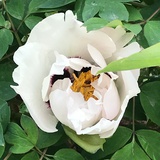 茫然
