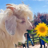 卷芙不卷了