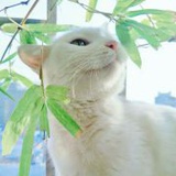 饺儿猫