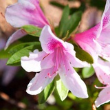 江花