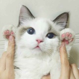 🦄这样的洋芋