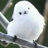 咕啾