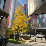jessie_yan0409