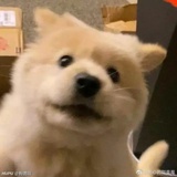 彼得