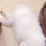 胡同里有只猫