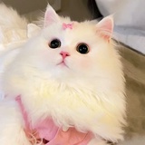 巴卫