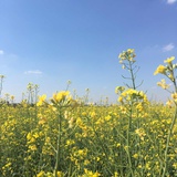 小九
