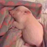 我爱cz