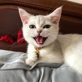 lulu
