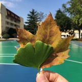 择言