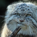 圣塔莫妮卡的猫