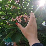 李好黄