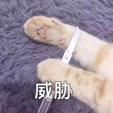方糖碟
