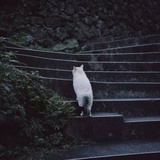 里兜