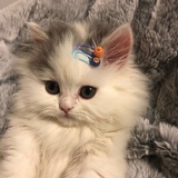 kissiko（