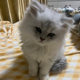牛妞妞