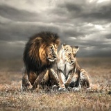 狮子的王座